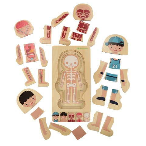 Puzzle drewniane warstwowe budowa ciała montessori chłopiec Puzzle drewniane warstwowe budowa ciała montessori chłopiec