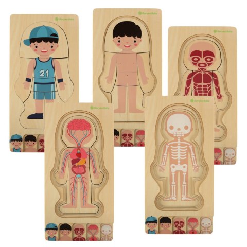 Puzzle drewniane warstwowe budowa ciała montessori chłopiec Puzzle drewniane warstwowe budowa ciała montessori chłopiec