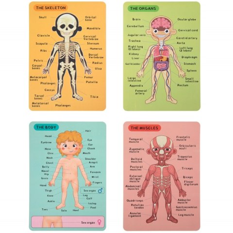 Tooky Toy Drewniane Puzzle Montessori Magnetyczne Nauka Anatomia Człowieka 78el. Tooky Toy Drewniane Puzzle Montessori Magnetyczne Nauka Anatomia Człowieka 78el.